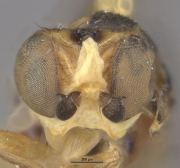 Media type: image;   Entomology 13361 Aspect: head frontal view